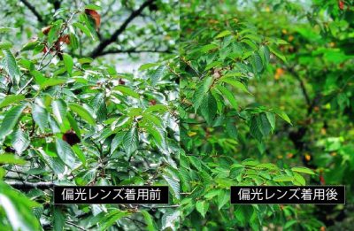 偏光レンズ
